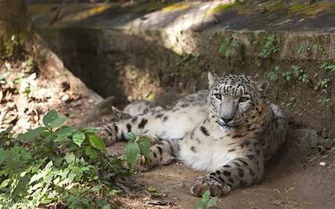 Padmaja Naidu Himalayan Zoological Park Darjeeling